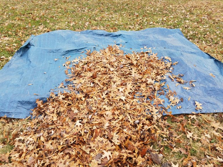 blue tarp and fallen brown leaves in autumn or winter